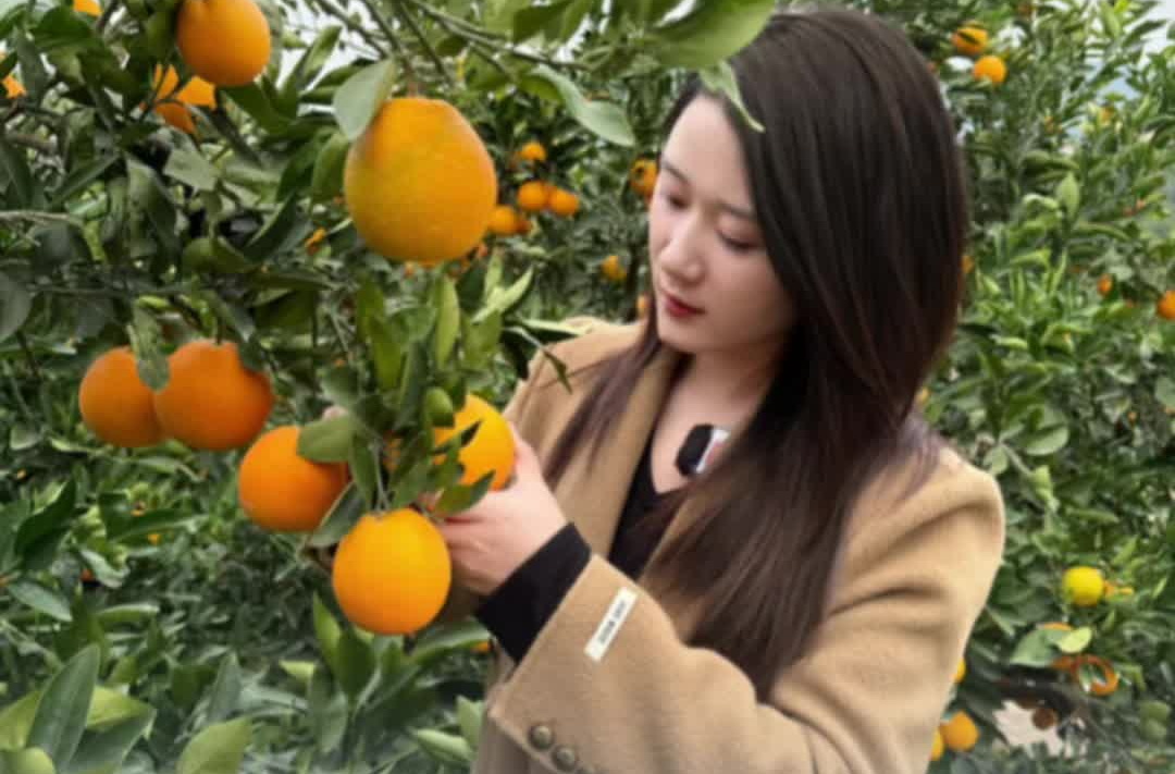 新征程，新样范｜沁甜滴！记者沉浸式采摘新宁脐橙