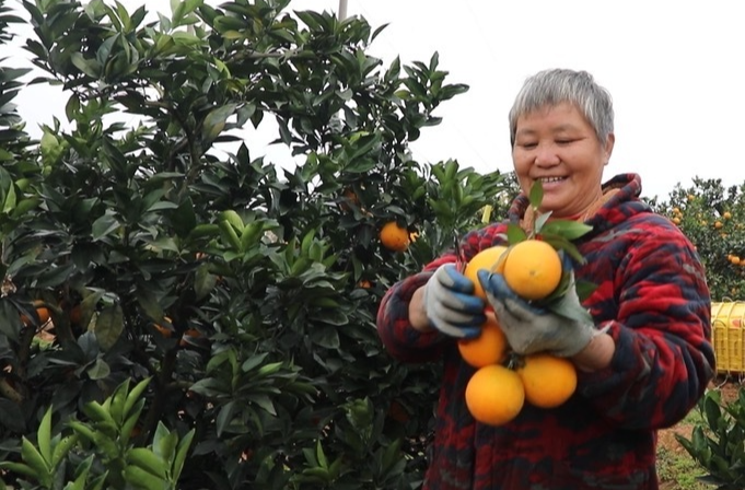 酿酒、摘橙、闻药香，邵商绘就“文旅+”生态发展新图景|新征程，新样范