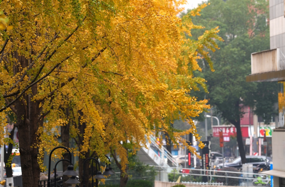 图集丨谁懂啊！长沙居然藏着这样一条少有人知的银杏小路