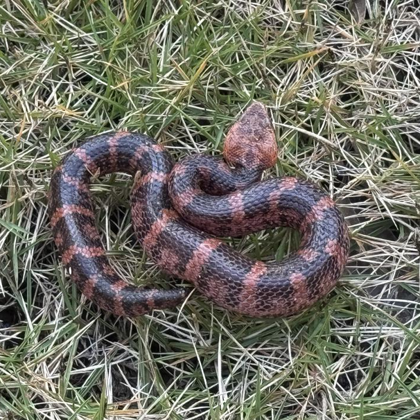 南山国家公园候选区惊现“小火龙”丨神奇生物在哪里
