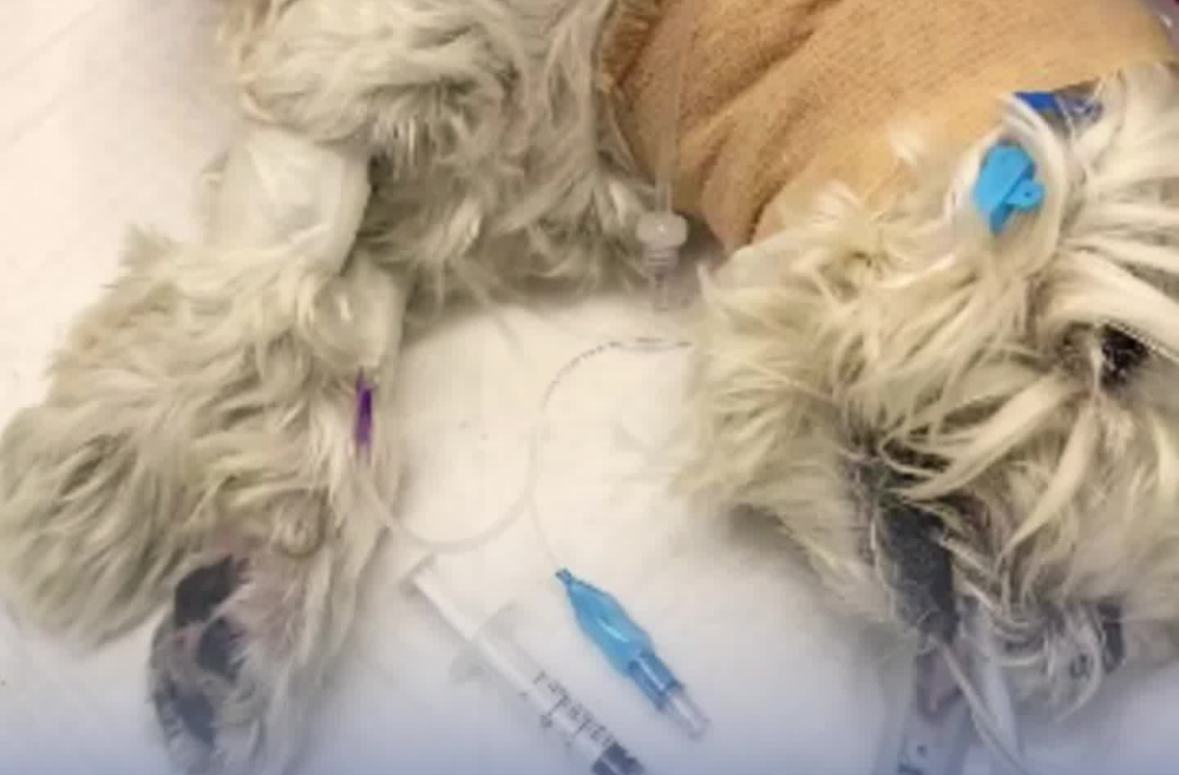 男子毒死9条宠物狗一审获刑4年  律师：构成投放危险物质罪，严重危害公共安全