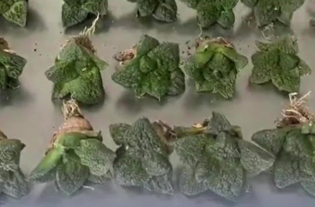 行李箱里的“石头”竟是濒危植物！海关截获52株龟甲牡丹