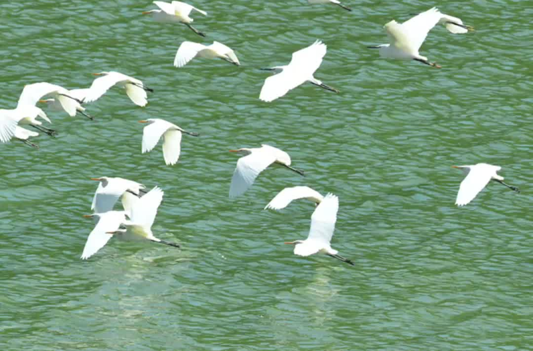 “天上看、地下巡、网上管”，我省织密候鸟保护网