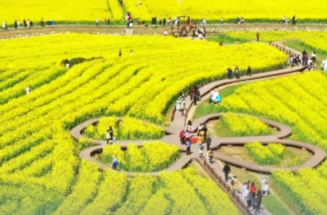 赴万亩花海之约！这份交通管制请提前收好