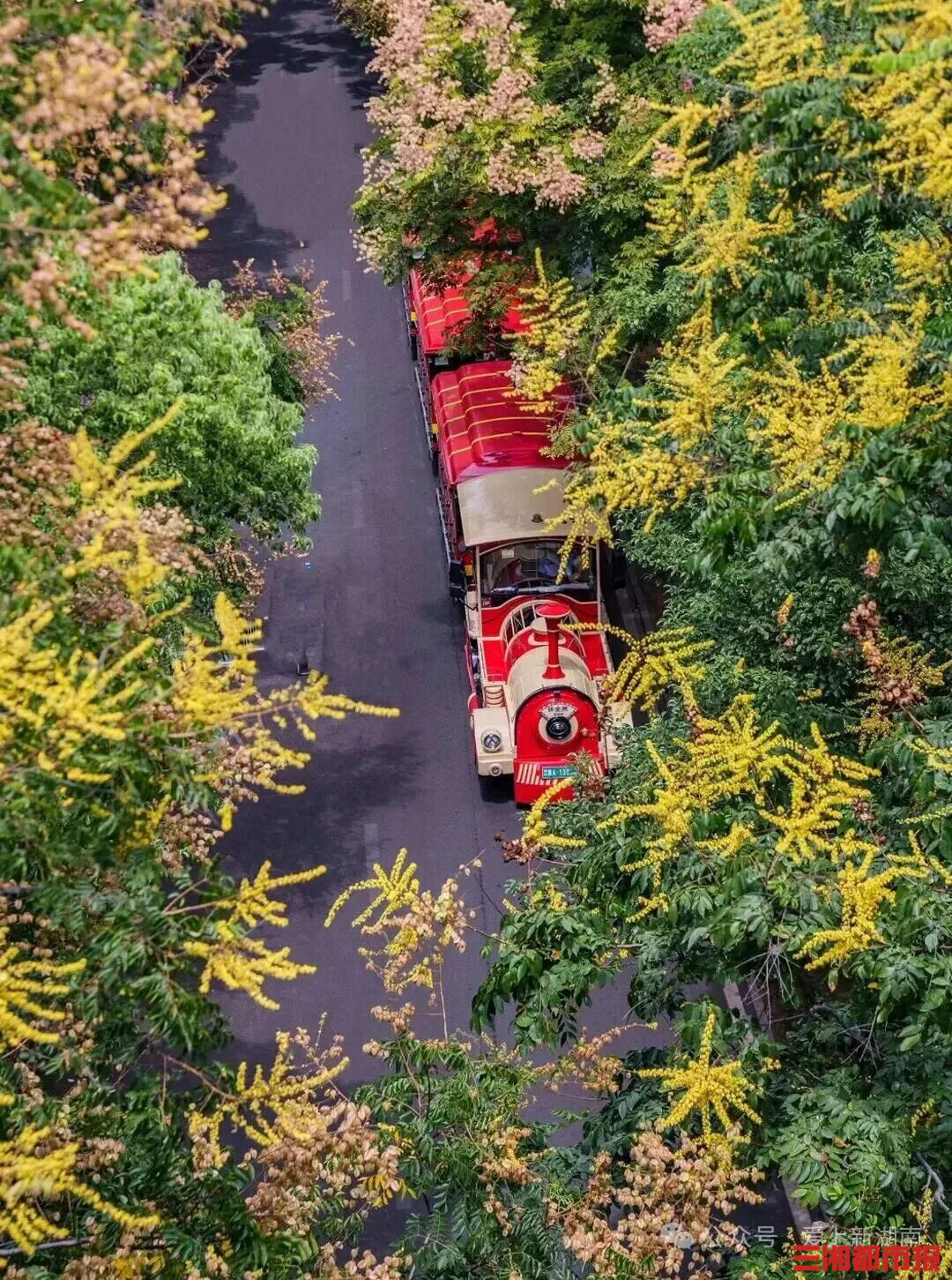 惊艳！长沙这些秋日浪漫花儿开了
