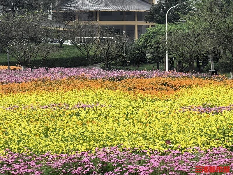 长沙秋日浪漫上线！粉黛、向日葵、波斯菊盛放，桂花再飘香
