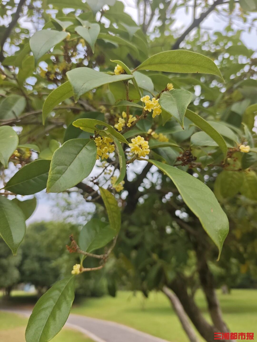 长沙秋日浪漫上线！粉黛、向日葵、波斯菊盛放，桂花再飘香