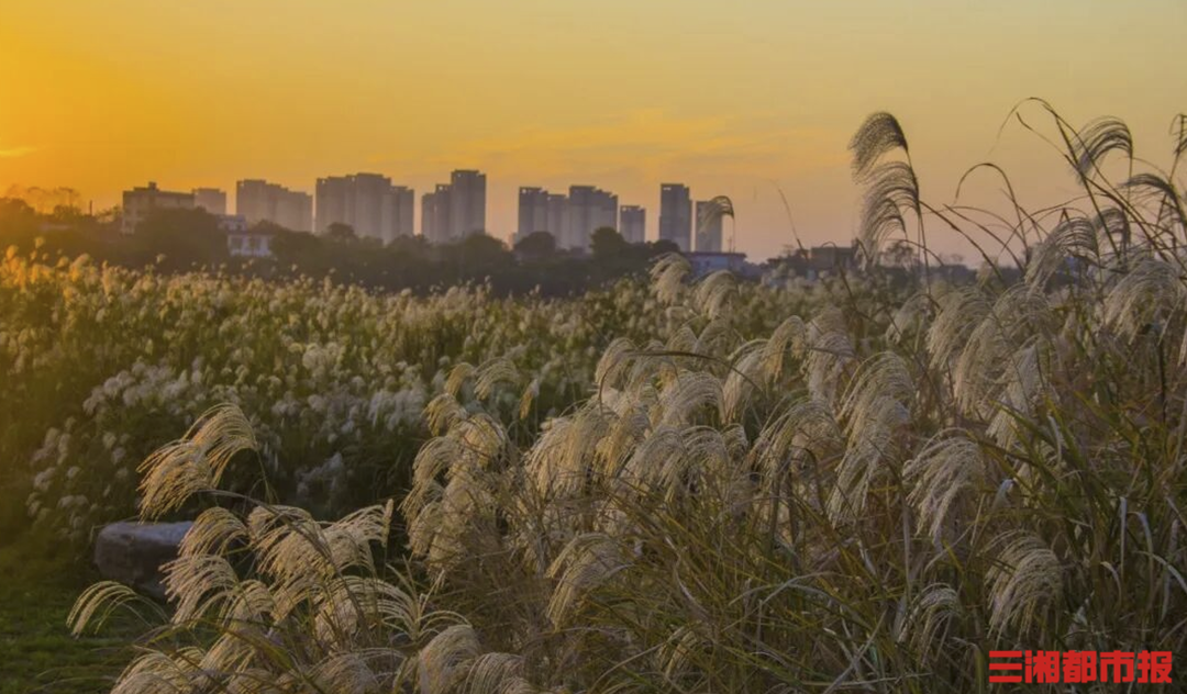 秋意正浓！湖南的秋日限定景色悄然上线