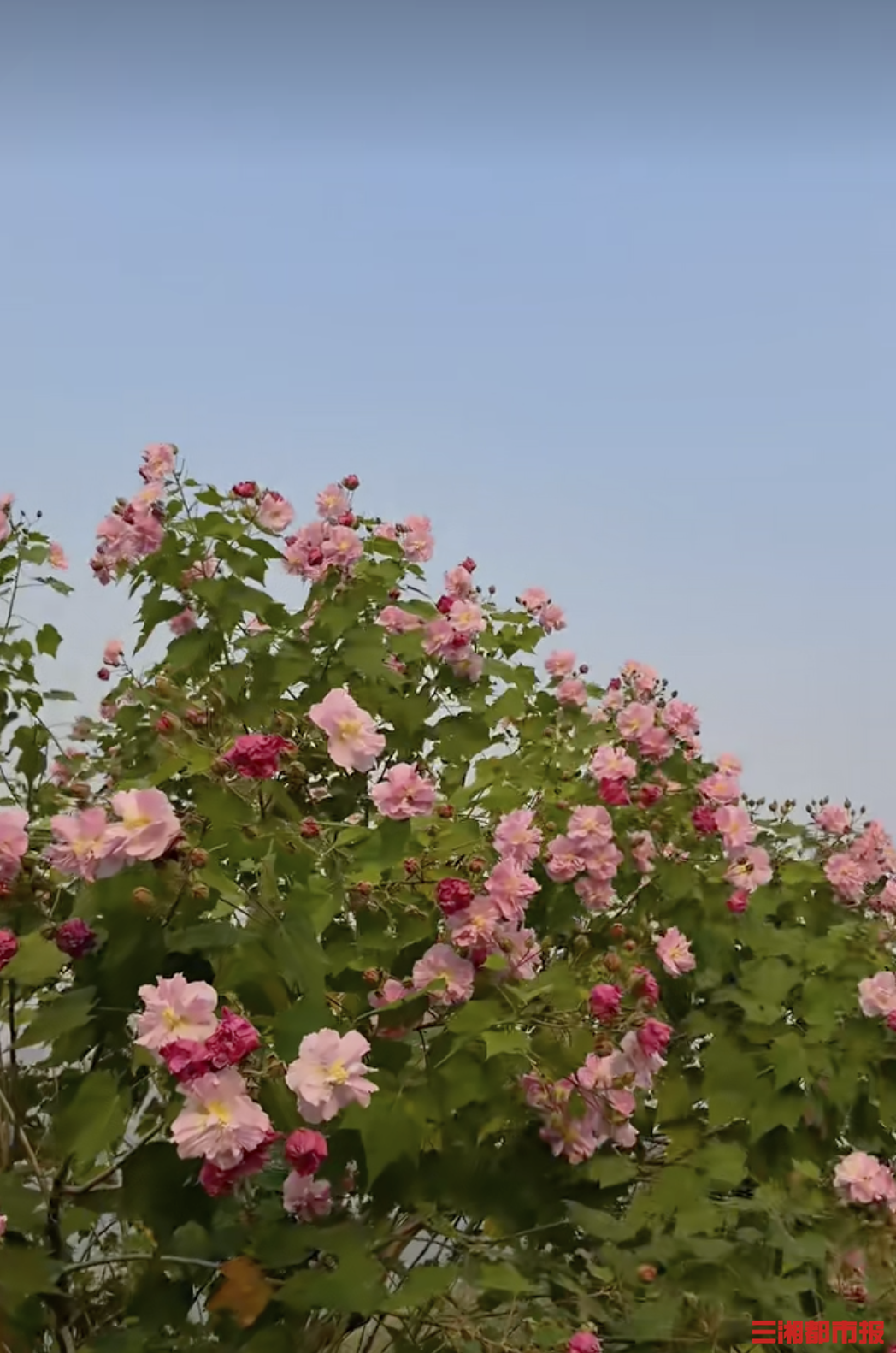 秋意正浓！湖南的秋日限定景色悄然上线