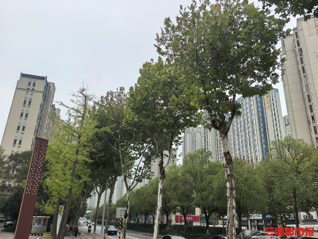 “最近走树下小心！”市民反映行道树遭虫害，园林部门：刺蛾、毒蛾等混发，落在身上别拍打