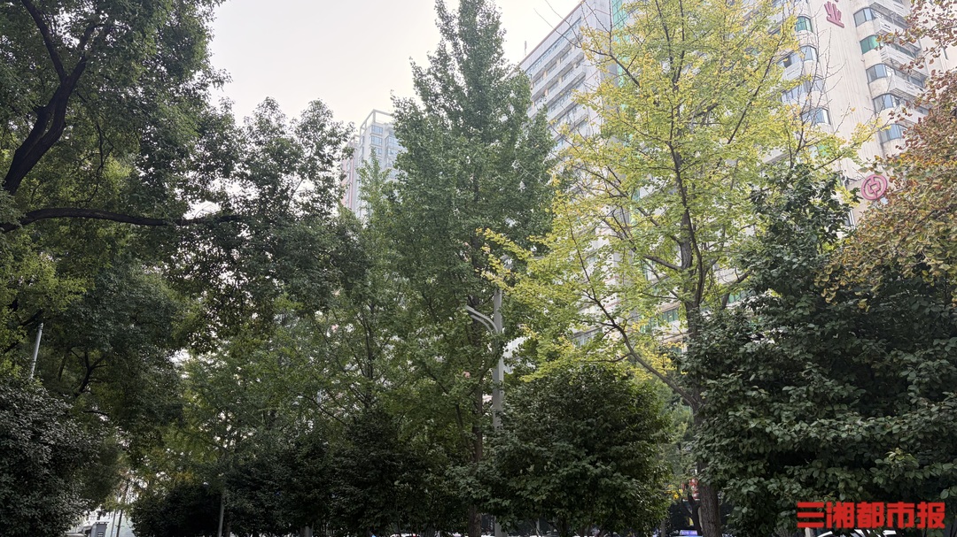 湖南银杏最佳观赏期：11月中下旬，现在温度还不够低 